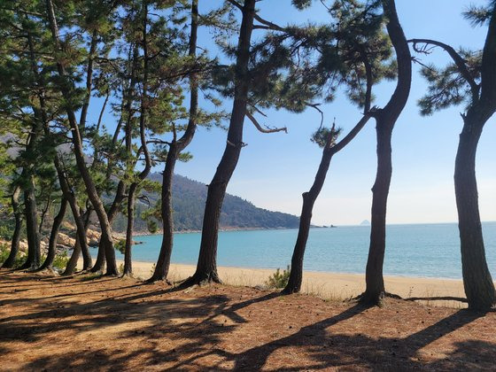 울창한 솔숲과 고운 백사장이 어우러진 금곡해수욕장.