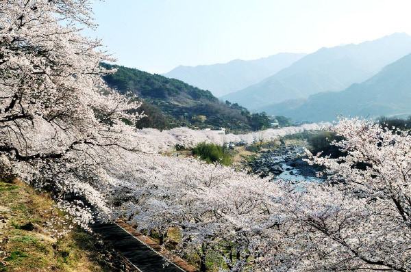 하동 화개 십리벚꽃길. 하동군 제공