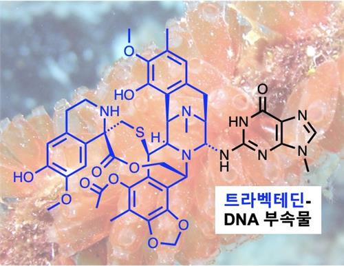 항암제 트라벡테딘 DNA 부속물 [IBS 제공. 재판매 및 DB 금지]