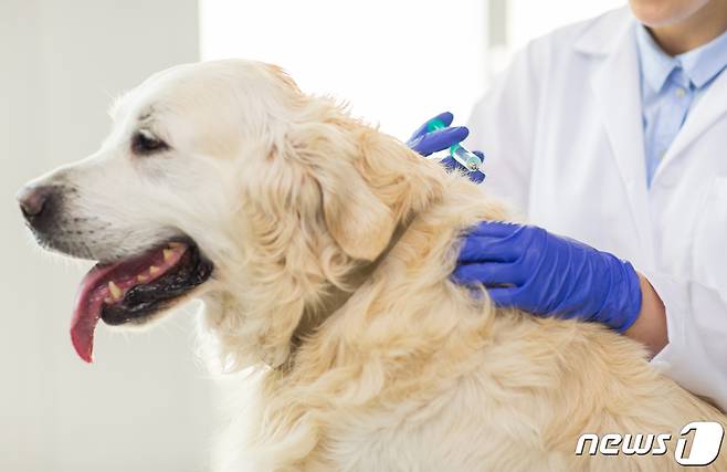 동물병원에서 주사 맞는 강아지(사진 이미지투데이) ⓒ 뉴스1