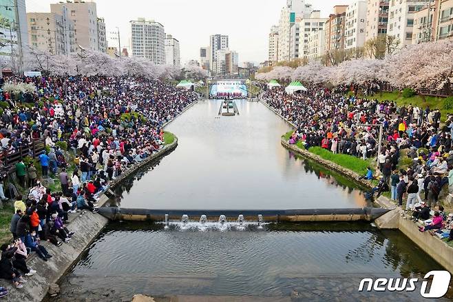 불광천 벚꽃축제.(은평구청 제공)