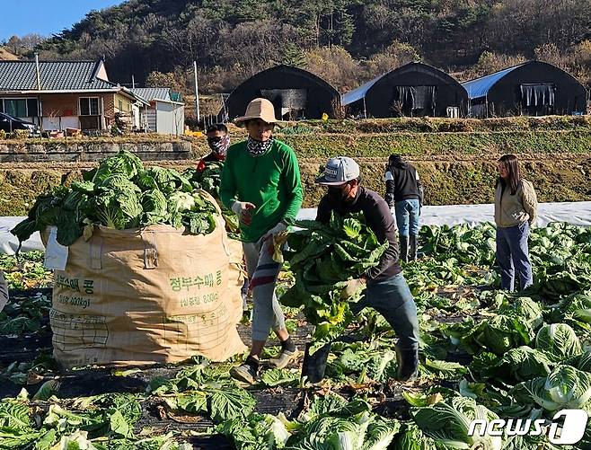 배추 수확 돕는 외국인 계절근로자.(괴산군 제공)/뉴스1