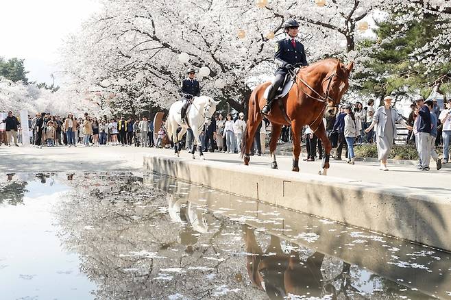 렛츠런파크 서울 벚꽃축제. 사진 | 한국마사회