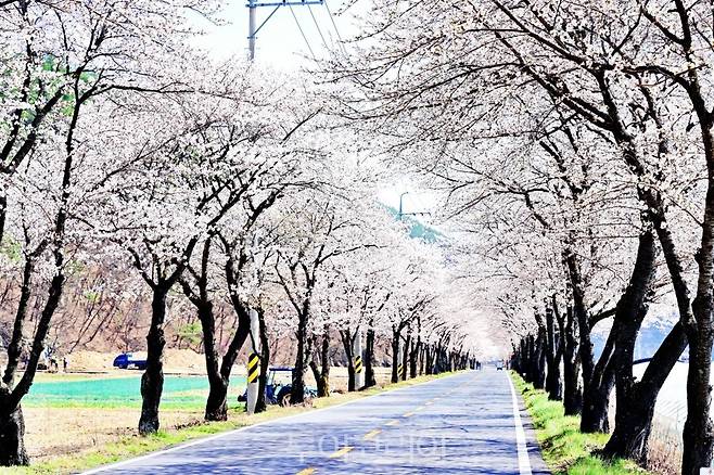 고령 덕곡 벚꽃 /사진-고령군