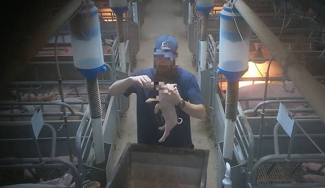 동물권단체 FTP(Farm Transparency Project)가 공개한 영상 속 화면. 축산업체 미들랜드 베이컨 양돈장의 한 노동자가 새끼 돼지의 이빨을 부러뜨리고 있다. /FTP홈페이지