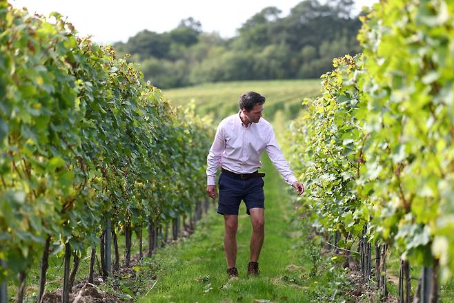 영국 와인 생산업체인 채플 다운의 수석 와인제조자 겸 운영 이사인 조쉬 도나헤이-스파이어가 영국 남부 메이드스톤 근처 포도농장을 둘러보고 있다. / 로이터