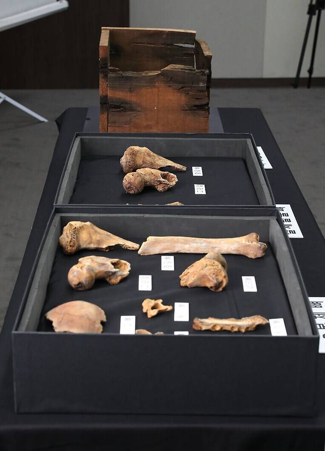 2020년 12월18일 서울 고궁박물관에서 공개된 익산 쌍릉 석실 인골. 연구진은 당시 설명회에서 과학적으로 인골을 분석한 결과 7세기 초중반 숨진 60~70대 이상 노년층 남성의 것으로 드러났고, 이런 정황에 부합하는 당대 백제 왕은 600년 즉위해 641년 숨진 무왕이 유일하다고 밝혔다. 한겨레 자료사진