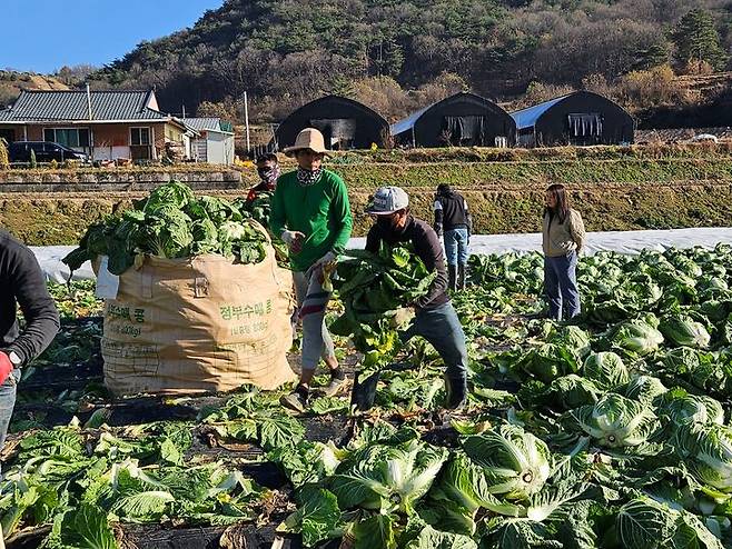 [괴산=뉴시스] 연종영 기자 = 충북 괴산군은 올해 외국인 계절근로자 493명을 농촌에 파견해 일손을 보탠다고 26일 밝혔다. (사진=괴산군 제공) 2024.02.26. photo.newsis.com *재판매 및 DB 금지