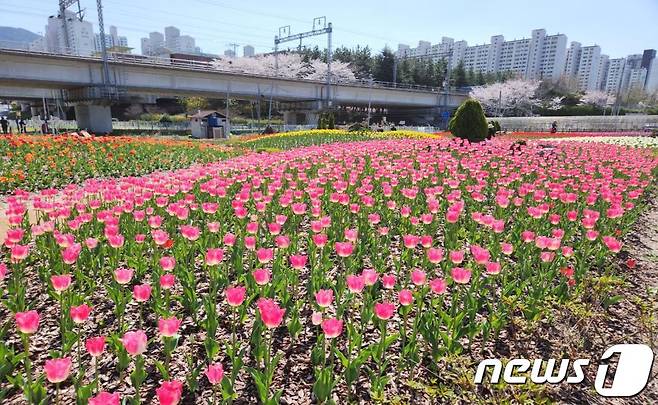 2023 화명생태공원 튤립 전경(부산시청 제공)