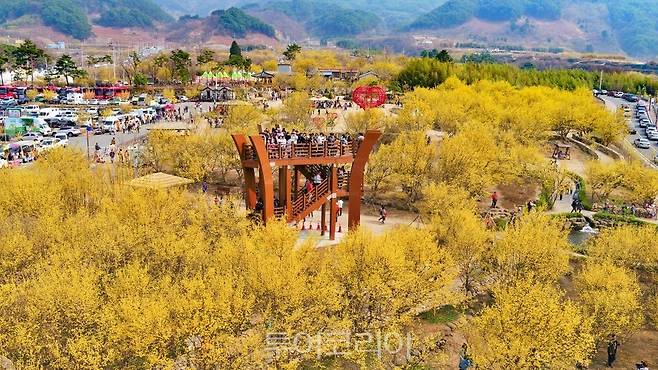 구례산수유꽃축제 풍경