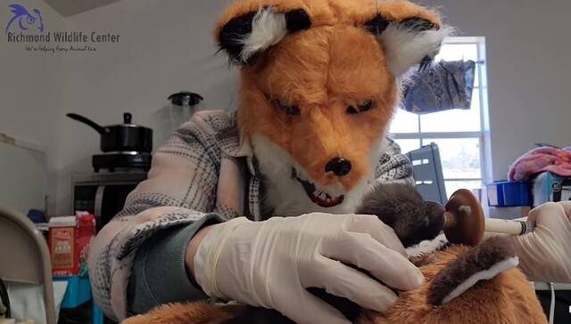 미국 버지니아주 리치먼드시의 리치먼드 야생동물구조센터가 여우 탈을 쓴 채 새끼 여우를 수유하는 장면을 공개해 화제가 되고 있다. 센터 페이스북 갈무리