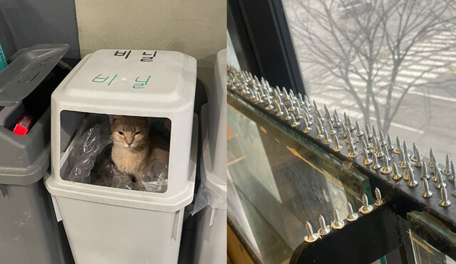 단체가 지난 2월 제보를 받고 찾아간 경기도의 한 반려동물 카페 환경. 고양이가 창틀에 올라가지 못하도록 나사를 박아둔 모습(왼쪽)이 발견됐다. 동물자유연대 제공