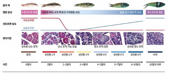 암컷 블루헤드놀래기의 성전환 과정 - 블루헤드놀래기의 집단에서는 수컷이 리더를 맡는다. 대장 수컷이 사라지면 암컷들 중 가장 큰 개체가 수컷으로 성별을 바꾼다. 성전환은 20일 안팎으로 완료되며 이때 암컷 블루헤드놀래기는 몸의 색, 행동 양상, 생식기관 등의 변화를 겪는다. Science Advances 제공