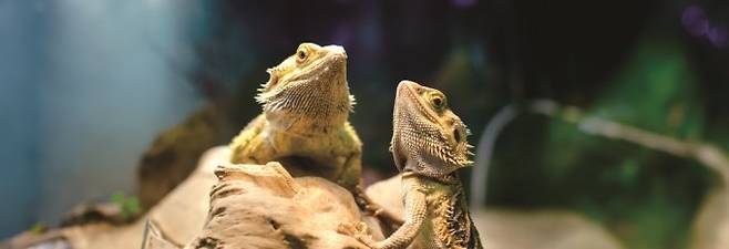 다른 성별로 변하는 현상은 육상동물에서도 종종 나타난다. 턱수염도마뱀은 다 자란 수컷이 높은 기온에 노출되자 알을 낳았다는 연구결과가 있다. 그 외에 수탉이 알을 낳았다거나, 야생 암사자에게 갈기가 나자 다른 무리의 아기사자를 죽이는 등 숫사자처럼 행동했다는 보고도 있다. 게티이미지뱅크 제공