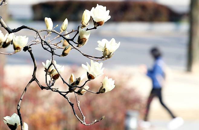 완연한 봄날씨를 보인 지난 15일 광주 북구 전남대학교 교정에 목련이 피어있다. 연합뉴스