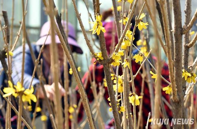 개나리와 거의 모양이 비슷한 장수만리화가 서울로 7017에 꽃을 피워냈다.