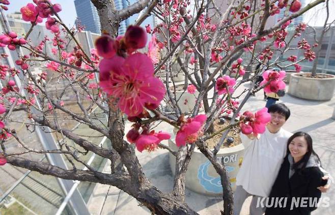'홍매화'서울 낮 최고기온이 15도를 나타내는 등 전국이 완연한 봄 날씨를 보인 15일 ‘서울로 7017’에 핀 홍매화가 계절의 정취를 더하고 있다.