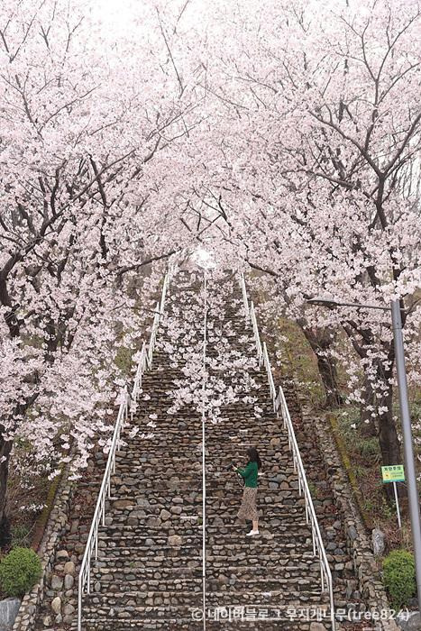 대구 침산공원 벚꽃 돌계단. 대한민국 구석구석 홈페이지