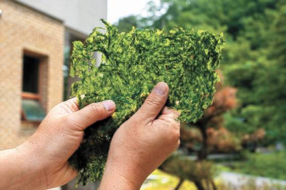 국내에서 유일하게 강원 삼척시 근덕면 하맹방리 소한계곡에 서식하는 ‘민물김’. [중앙포토]