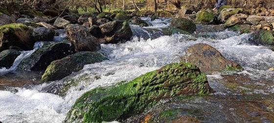 국내에서 유일하게 강원 삼척시 근덕면 하맹방리 소한계곡에 서식하는 ‘민물김’. [중앙포토]