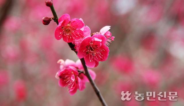 눈이 시릴 정도로 붉고 아름다운 홍매.