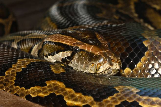버마 비단뱀. 동남아시아에서 사육하는 비단뱀은 같은 단백질을 키우는 데 들어가는 사료가 다른 가축보다 훨씬 적다./Daniel Natusch