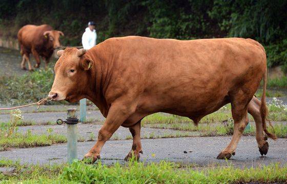 전국 유일 한우정액을 생산하는 충남 서산 농협경제지주 한우개량사업소에서 14일 연구원들이 전국 한우 개량을 이끌 씨수소로 최종 선발된 한우를 선보이고 있다. 프리랜서 김성태