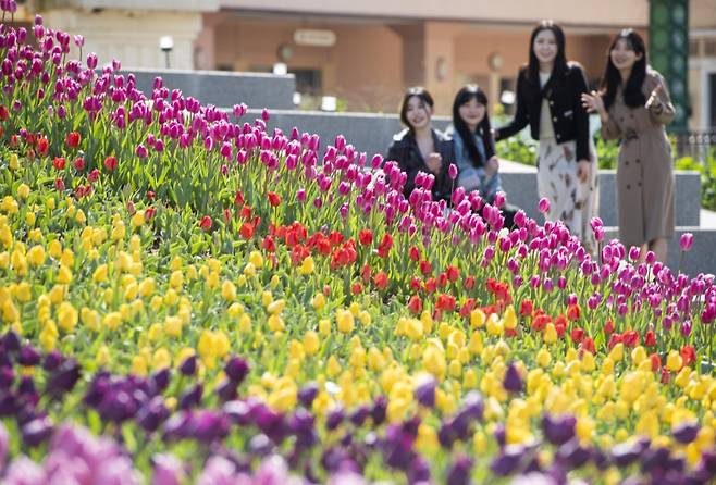 100여종 약 120만 송이 봄꽃이 만발하는 에버랜드 포시즌스가든/사진제공=삼성물산