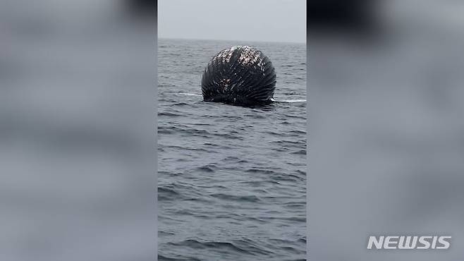14일(현지시간) 노르웨이 북부 안도야 섬(Andoya Island) 인근 해상에서 가스가 차 부풀어서 폭발할 위험이 있는 혹등고래(humpback whale) 사체가 어부들에 의해 발견됐다. 출처 : @Dag Rydland *재판매 및 DB 금지