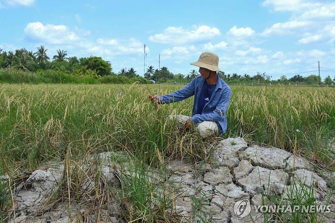 베트남 메콩강 삼각주 지역 논 [AFP 연합뉴스 자료사진. 재판매 및 DB 금지]