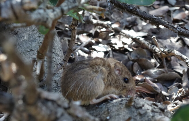 미국 캘리포니아주 샌디에이고 카브리요 국립공원에 서식하는 주머니쥐. 카브리요 국립공원 제공