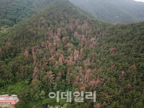 경남 밀양에서 소나무재선충병이 집단 발생해 나무가 고사하고 있다. (사진=산림청 제공)