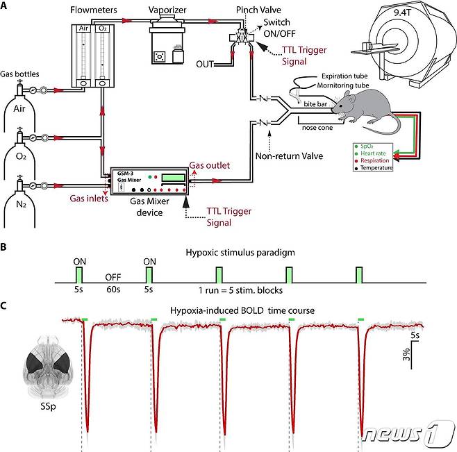 혈류 측정 시스템 구성도와 질소-마취 가스공급 패러다임에 의한 MRI 신호 변화. (기초연 제공)/뉴스1