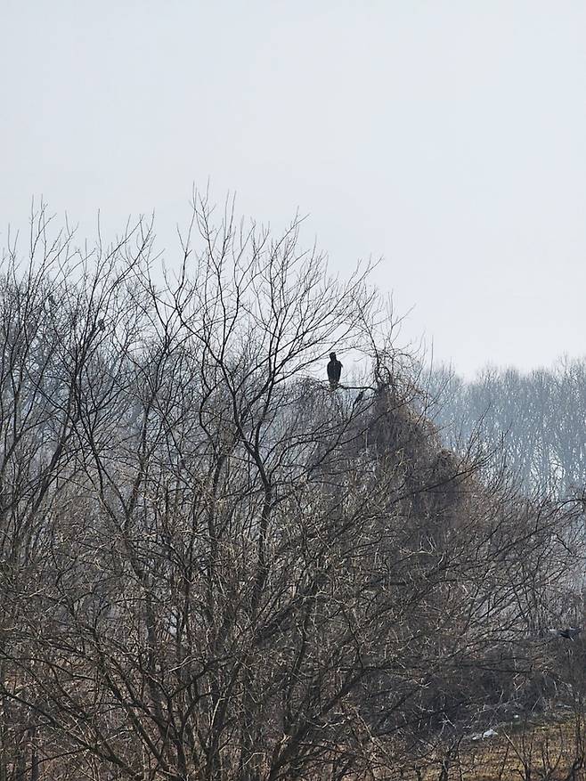 지난 16일 경기 파주 민통선 내에서 관찰된 독수리의 모습. 김기범기자