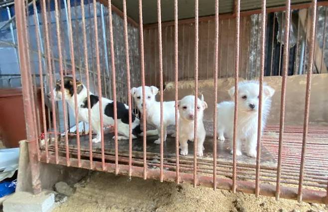 Four puppies, less than a year old, are locked in a cage at a shelter on Sunday. Courtesy of Lucy‘s Friends