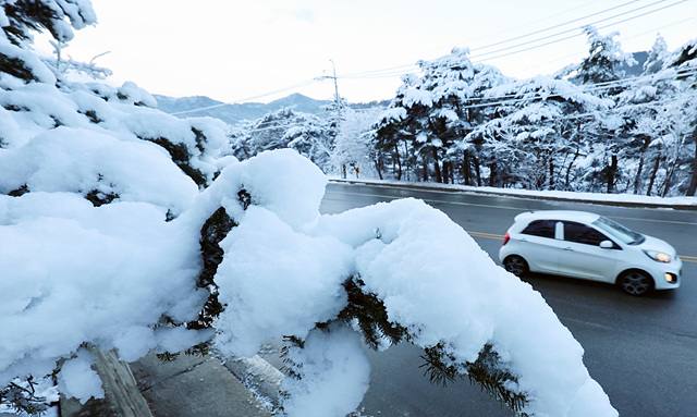 20일 강원 강릉시 성산면 대관령 일원에 20㎝가 넘는 많은 눈이 내린 가운데 차들이 조심스럽게 운행하고 있다. 
