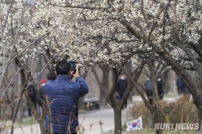 절기상 춘분인 20일 오후 서울 성동구 청계천 하동매실거리에 활짝 핀 매화가 시민들의 시선을 끌고 있다.