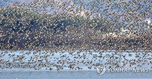 주남저수지에 찾아온 가창오리. [연합뉴스 자료사진]