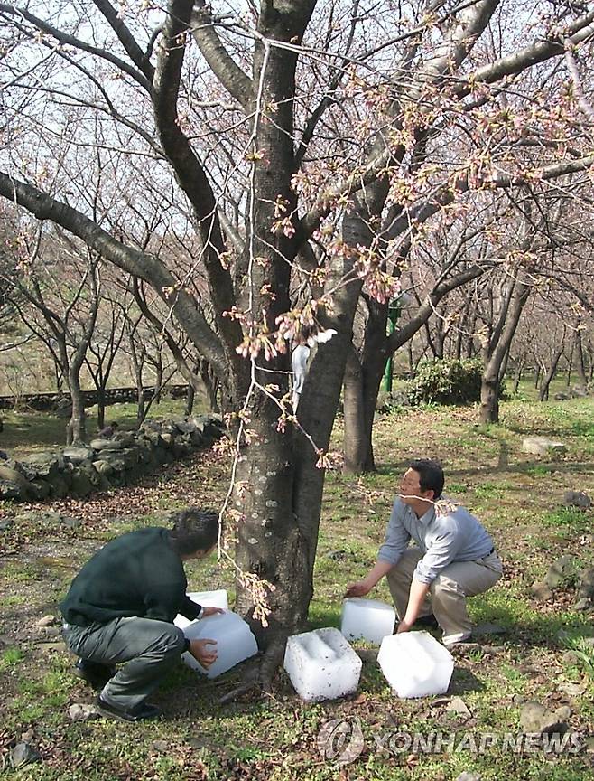 벚꽃 만개 늦추려 `얼음찜질' 비상 (제주=연합뉴스) 2002년 3월 19일 제주시가 예년보다 일찍 꽃망울을 터뜨린 제주종합경기장 주변의 왕벚나무 만개(滿開) 시기를 늦추기 위해 나무 밑에 얼음을 깔고 있다. 당시 축제는 4월 4일부터 7일까지 열릴 예정이었다. [연합뉴스 자료사진]