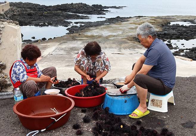 성게알을 꺼내는 해녀와 가족/김준 광주전남연구원 책임연구위원