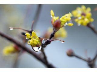 산수유 꽃이 비를 머금고 있다. 이맘때 비가 내리면 농부들은 풍년을 꿈꾸며 마음이 바빠진다.