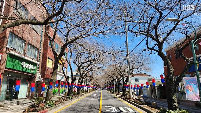 제17회 전농로 왕벚꽃축제 개막을 하루 앞둔 오늘(21일) 낮 제주시 전농로. 꽃이 핀 벚나무와 방문객을 찾아보기 힘들다. (사진, 신동원 기자)