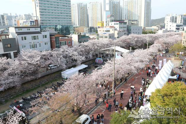 2023년 궁거랑 벚꽃 한마당 자료사진.울산시 