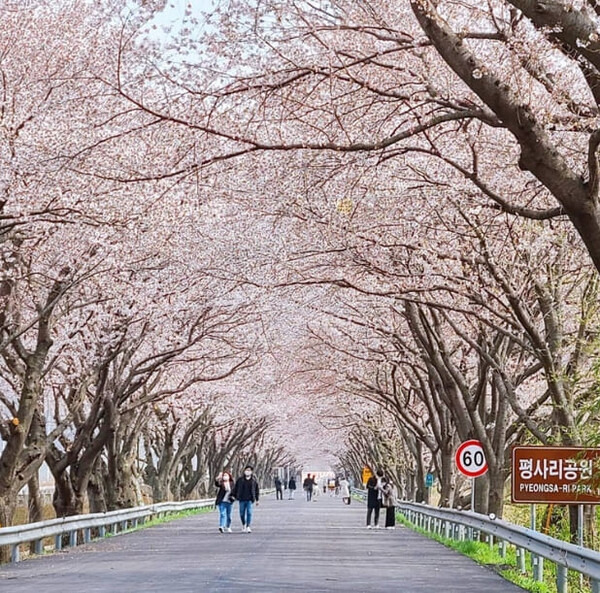 봄 1박 2일 국내 여행지 추천 / 온라인 커뮤니티