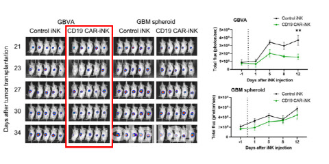 GBVA 마우스 모델에서의 iPSC CAR-NK 효능 실험 결과 (자료=마루테라퓨틱스)