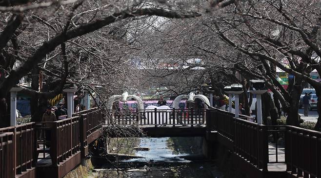 지난 21일 오후 국내 최대 봄꽃 명소인 경남 창원시 진해구 여좌천에 벚나무가 개화를 앞두고 있다. /연합뉴스
