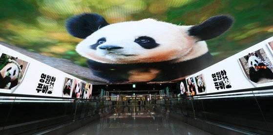 벌써 출국했나 ... 인천공항에 뜬 ‘푸바오’
