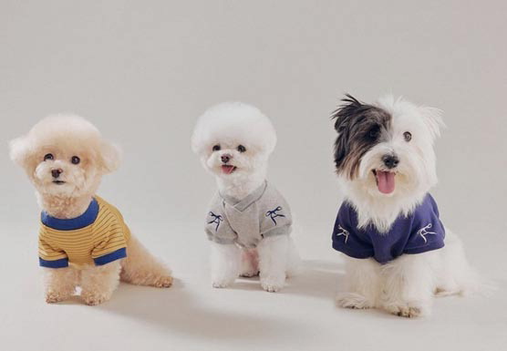 패션 브랜드 ‘아비에무아’가 국제 강아지의 날을 기념해 출시한 반려견 의류를 착용한 강아지 모습.  아비에무아 제공