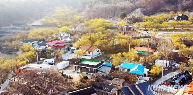 "이천시 산수유마을 전경"산수유 하면 대개 구례 산동마을을 떠올리지만 서울에서 가까운 이천에도 봄이면 온 마을이 노란 산수유로 뒤덮인다. 경기도 이천시 백사면 도립리, 송말리, 경사리 일대를 아우르는 산수유나무는 줄잡아 1만그루 정도다. 그중에서도 도립리마을은 산수유나무 수천 그루가 밀집해 있어 이천 산수유마을을 대표한다.