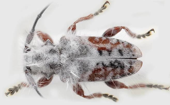 호주 퀸즐랜드에서 발견된 신종 딱정벌레. 학명 'Excastra albopilosa'. 사진=호주 국립 곤충 수집물(ANIC)
